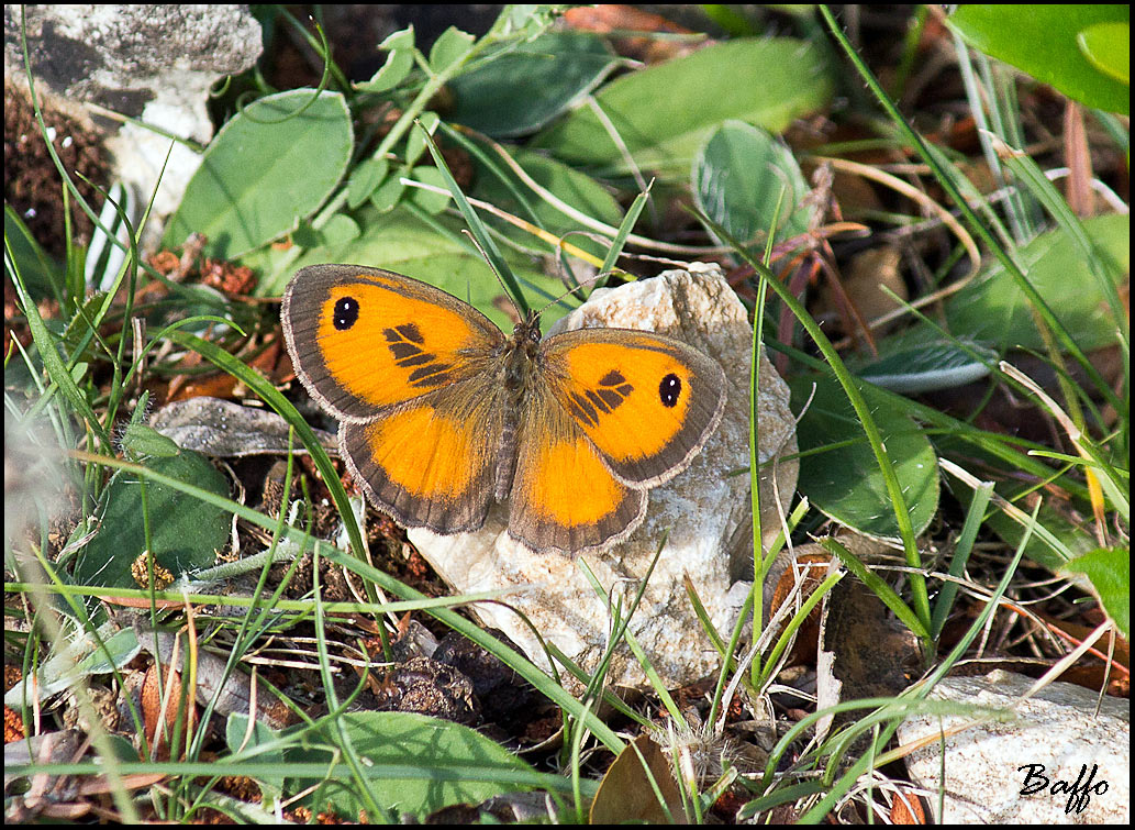 Farfalla da identificare